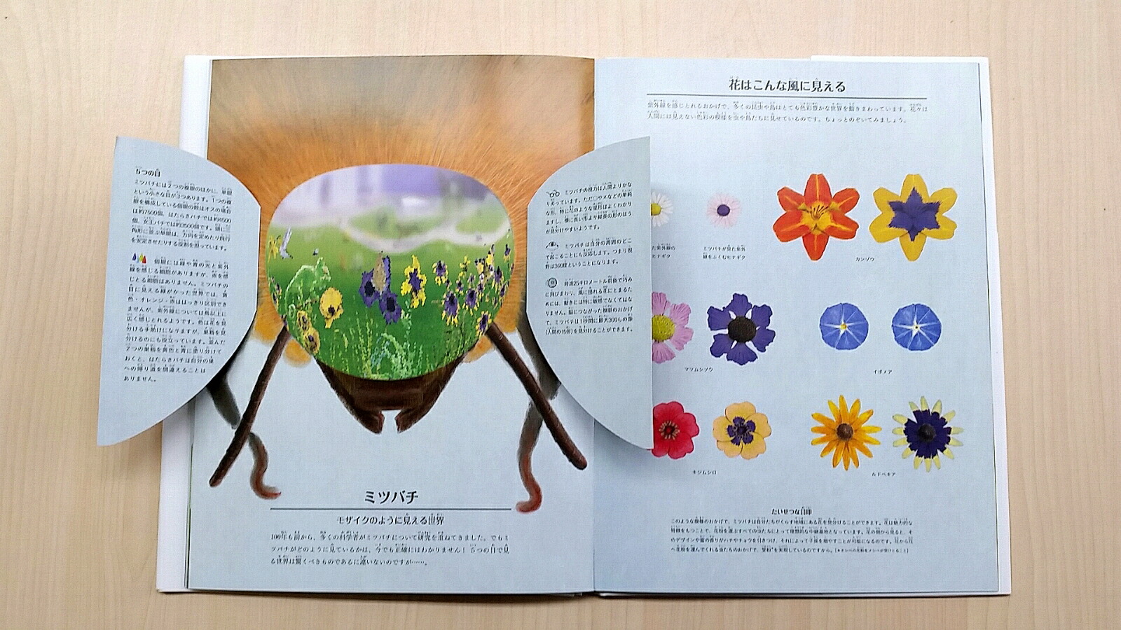 楽天ブックス 動物の見ている世界 仕掛絵本図鑑 ギヨーム・デュプラ 9784422760612 本